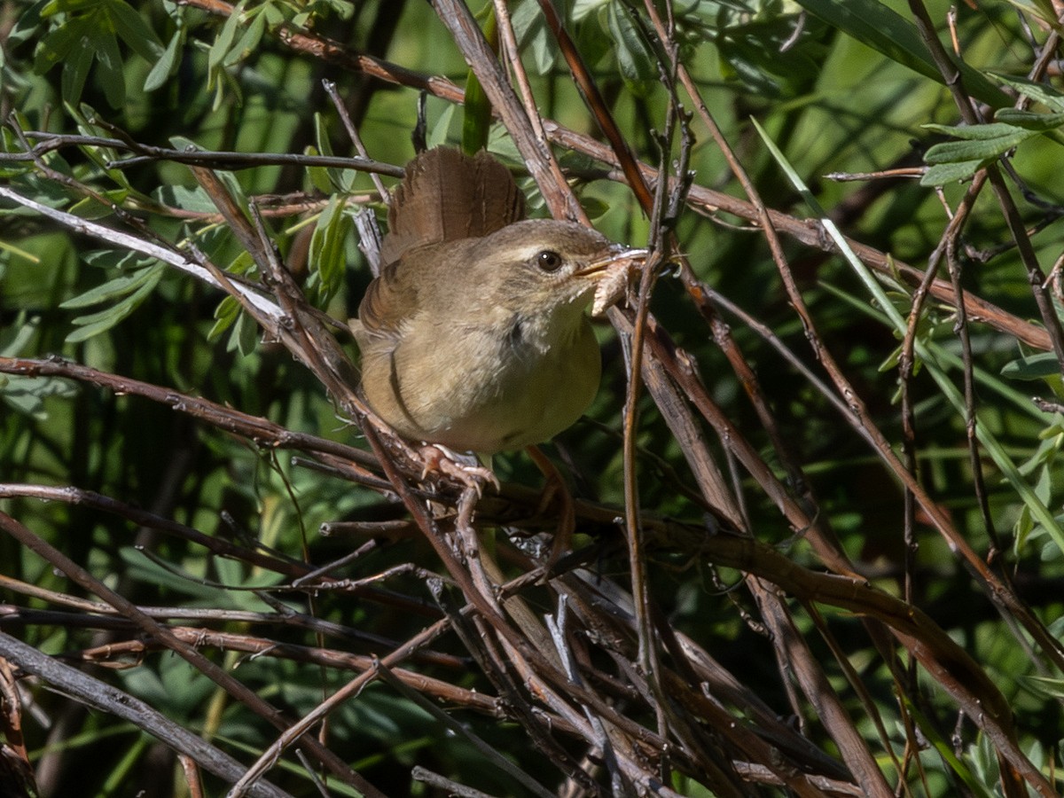 Chinese Bush Warbler - ML640713381