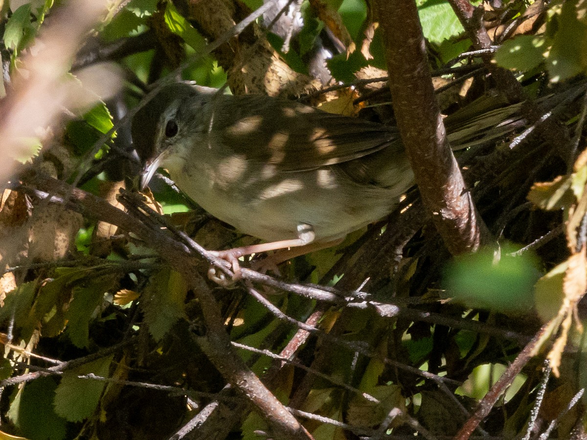 Chinese Bush Warbler - ML640713382