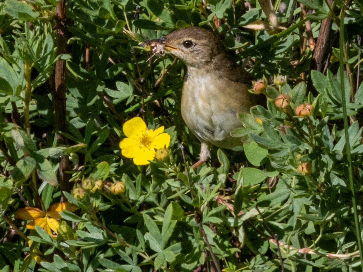 Chinese Bush Warbler - ML640713383
