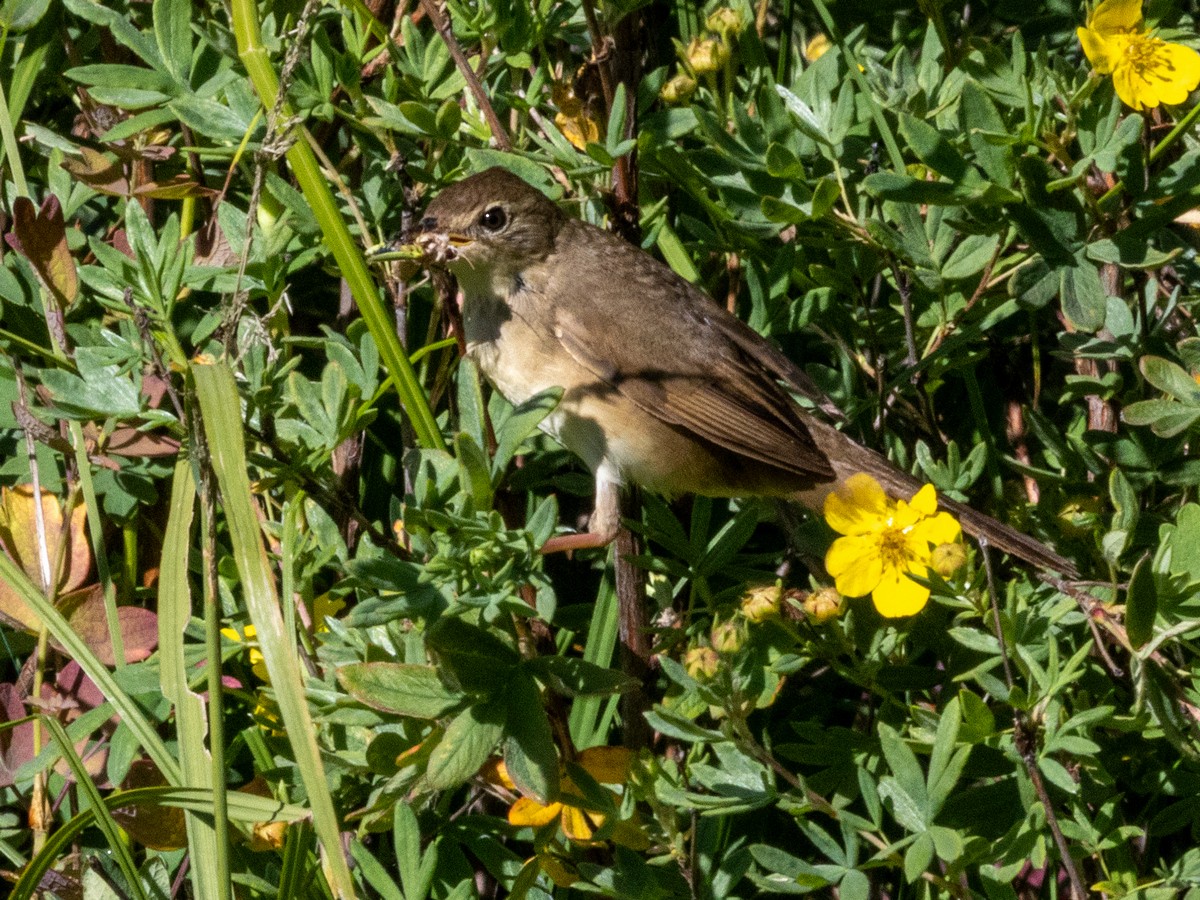 Chinese Bush Warbler - ML640713384