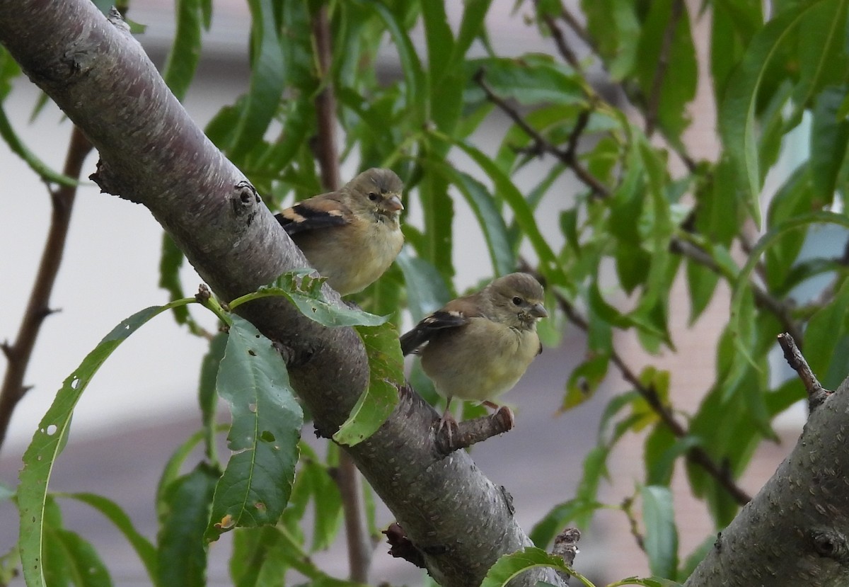 American Goldfinch - ML640713437
