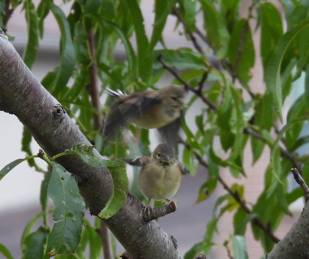 American Goldfinch - ML640713438