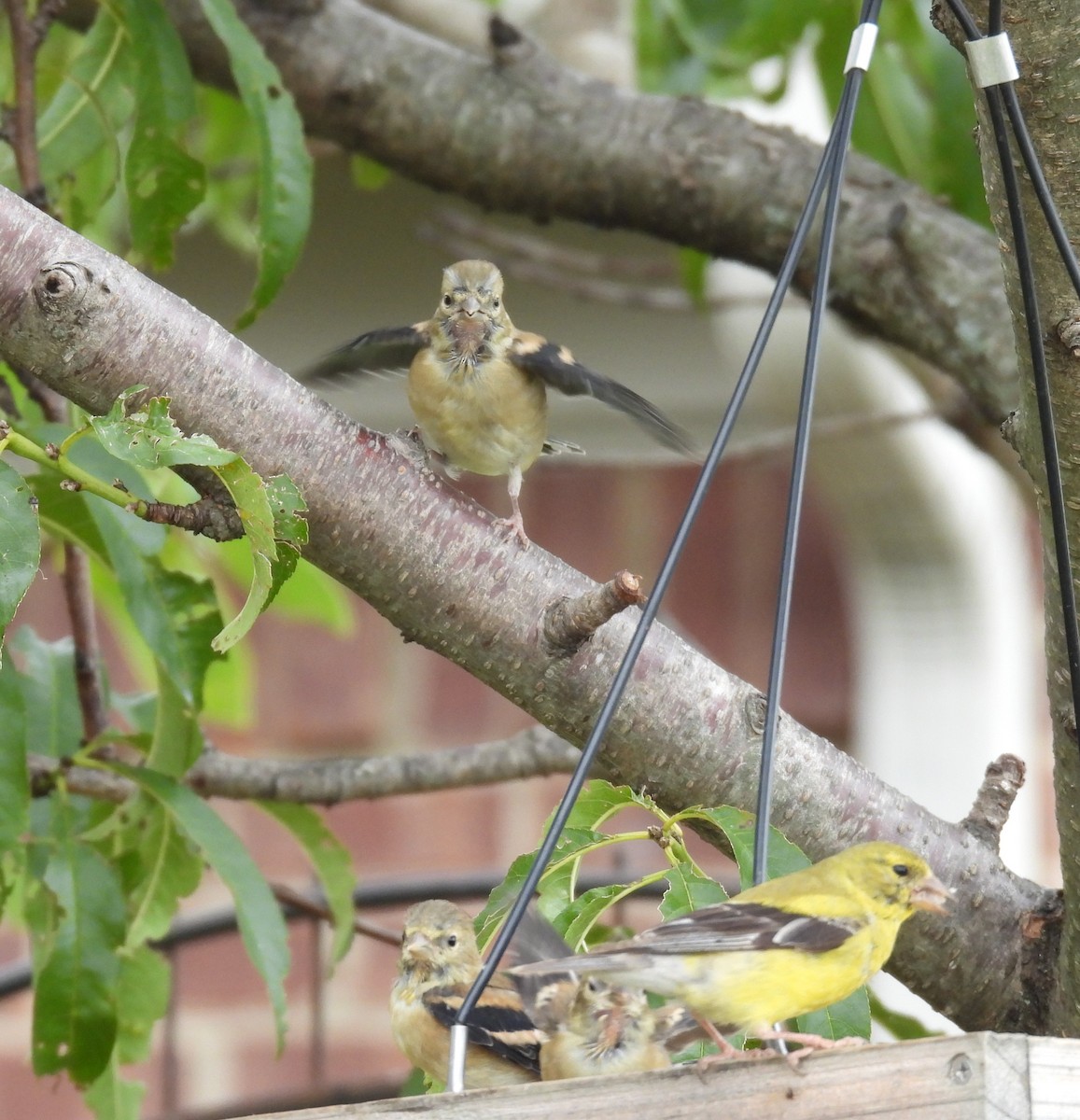 American Goldfinch - ML640713439