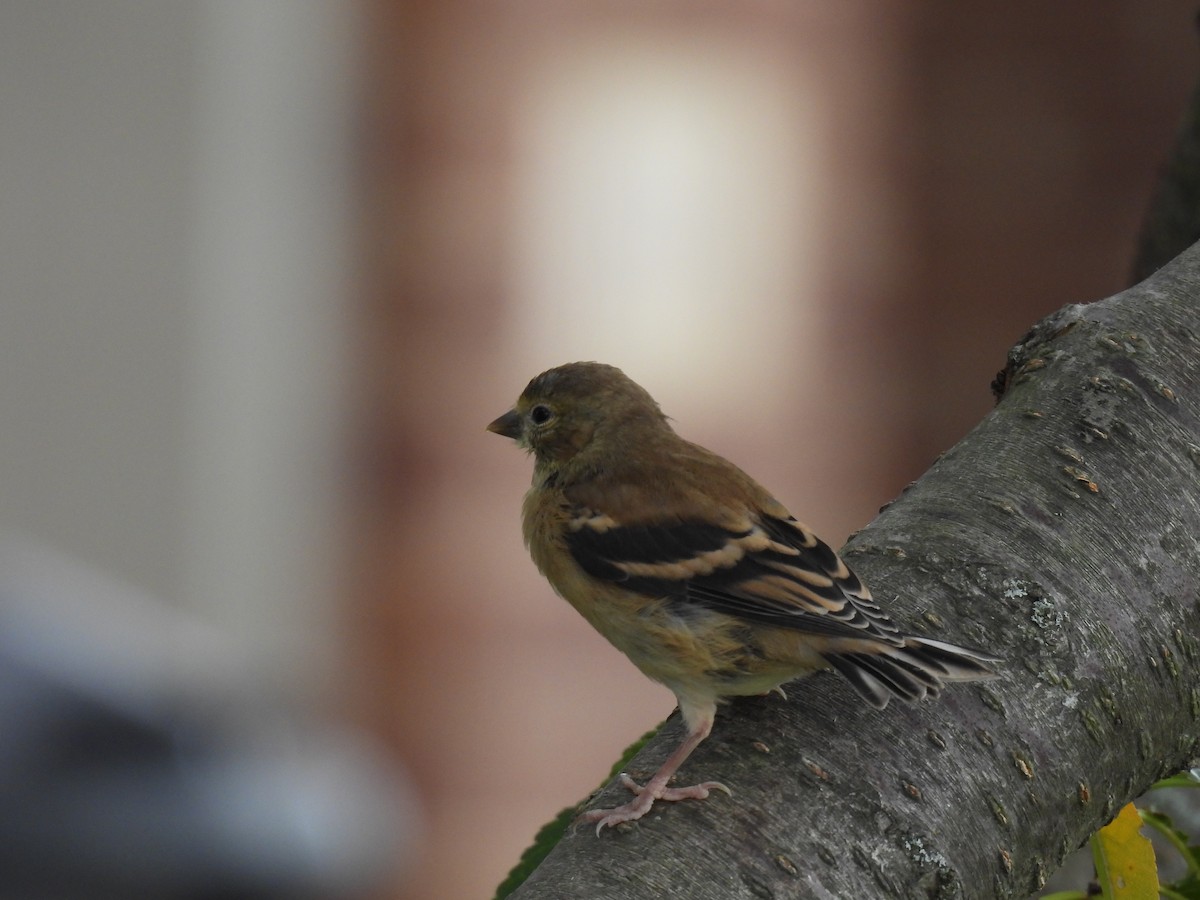 American Goldfinch - ML640713441