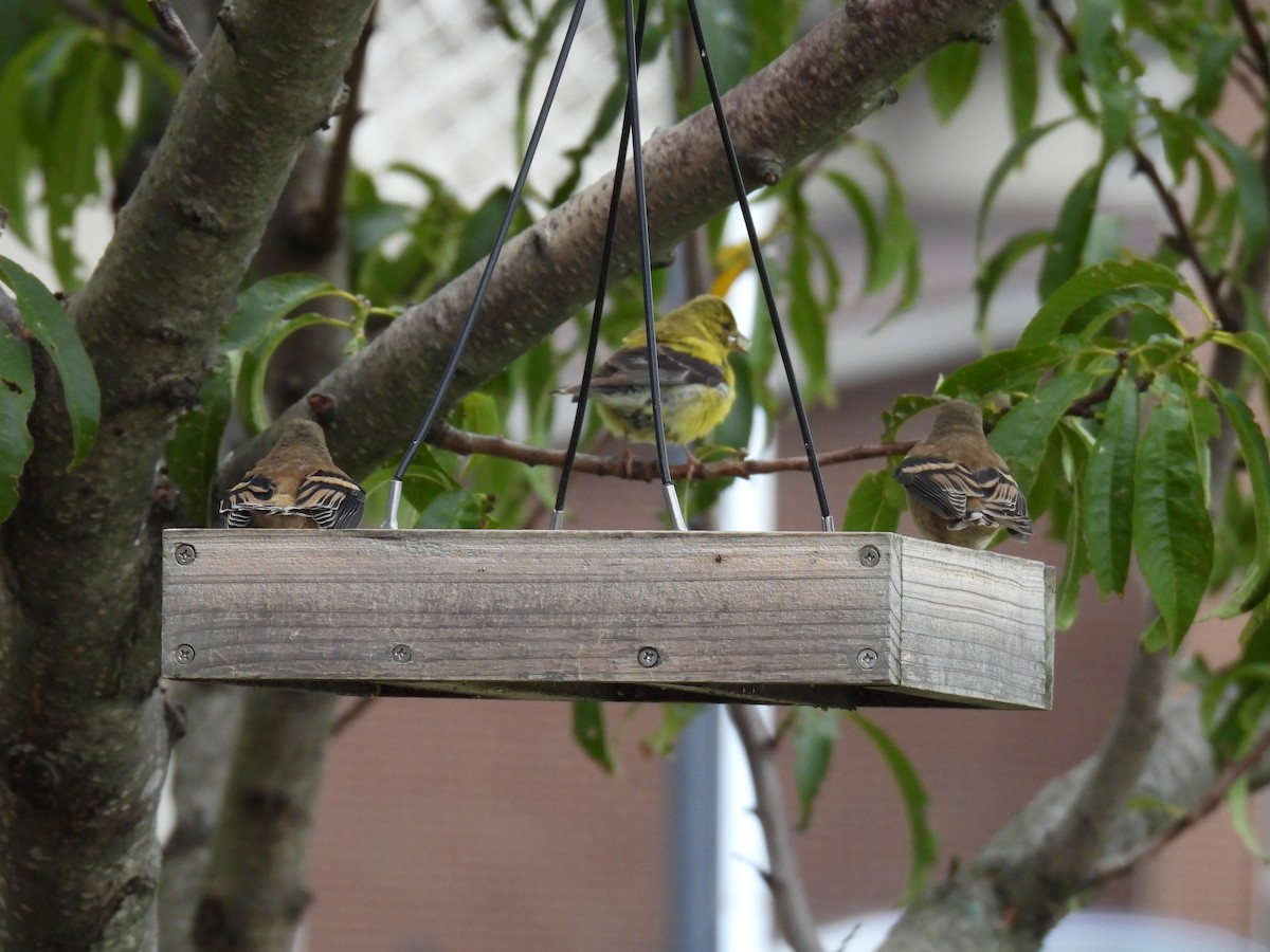 American Goldfinch - ML640713442