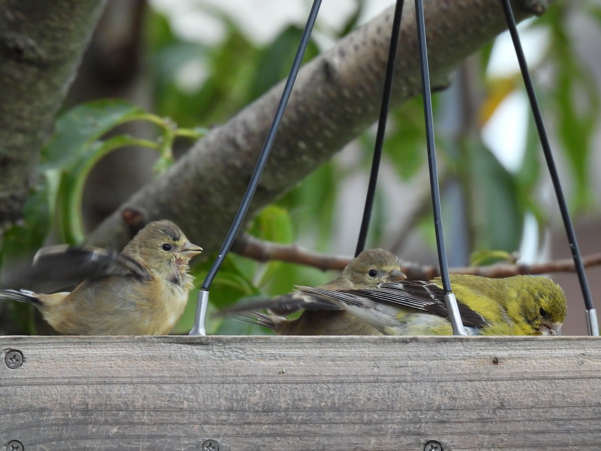 American Goldfinch - ML640713444