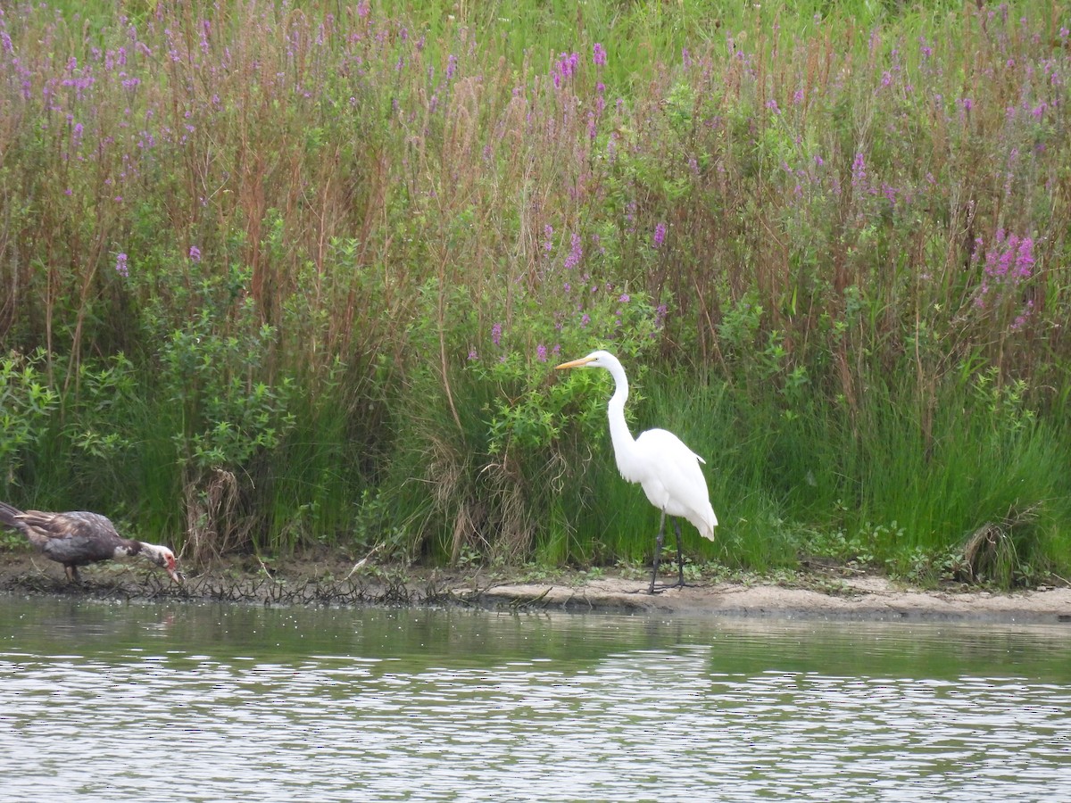 Great Egret - ML640713493