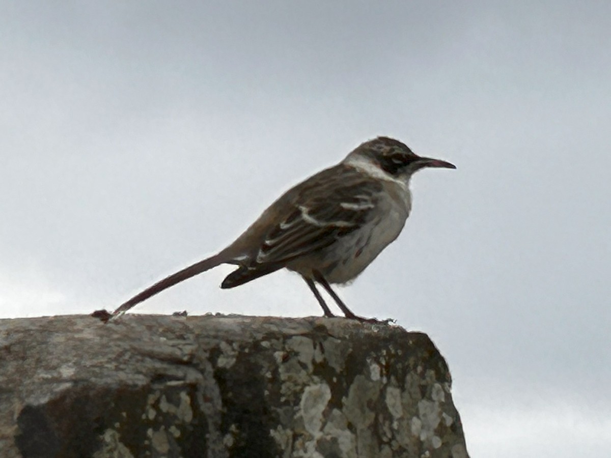 Galapagos Mockingbird - ML640713502