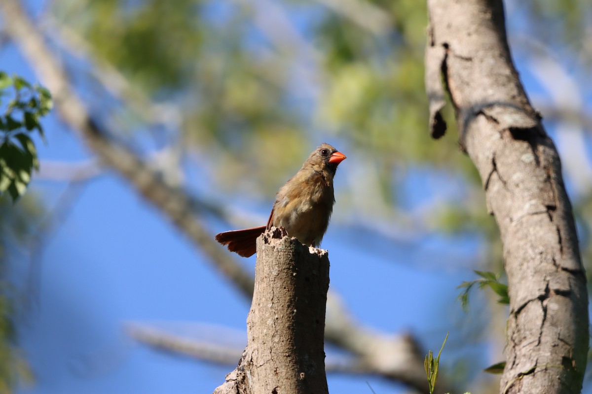 Northern Cardinal - ML640713508