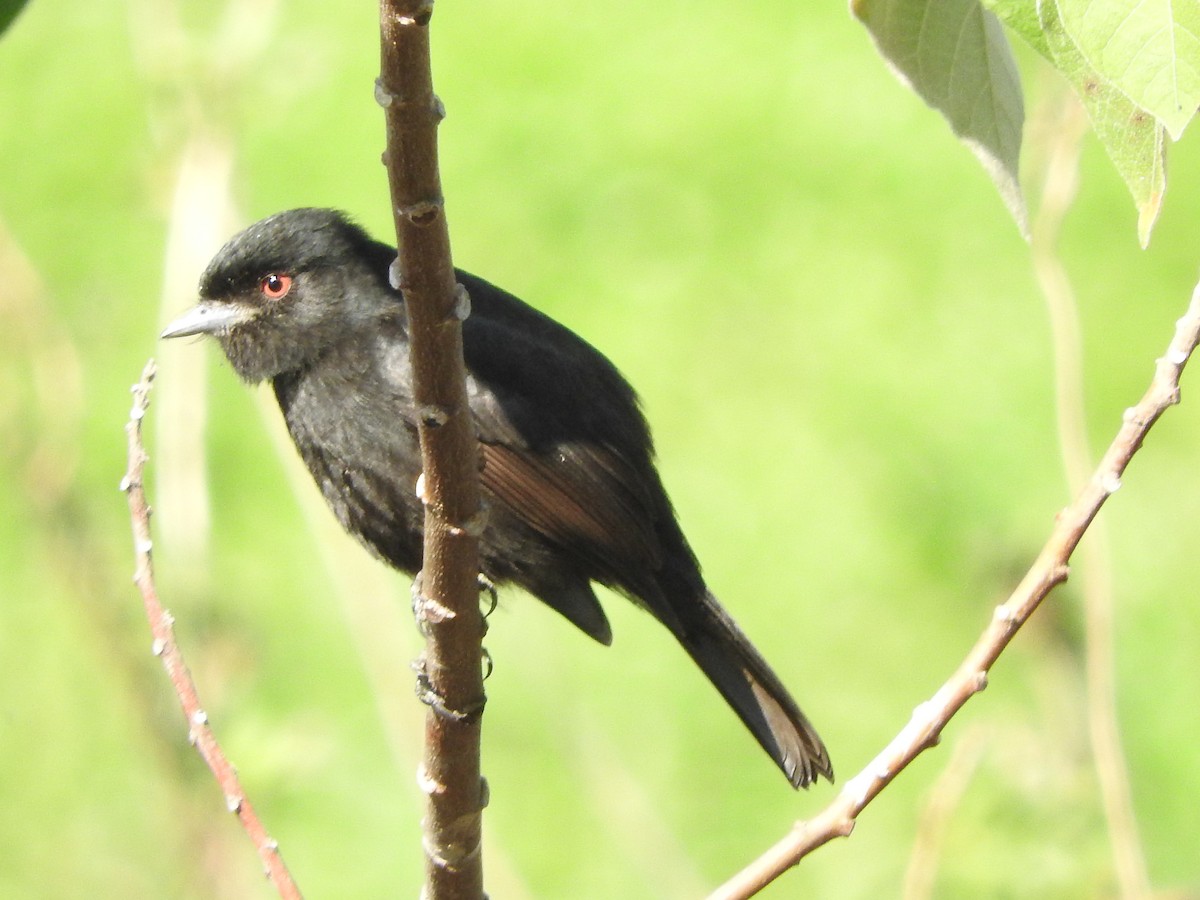 Blue-billed Black-Tyrant - ML640713543