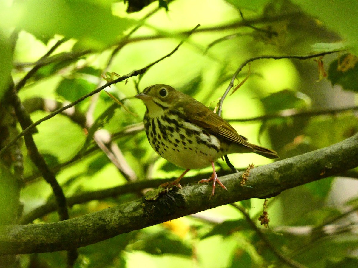 Ovenbird - ML640713562