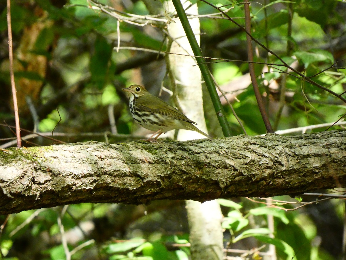 Ovenbird - ML640713563