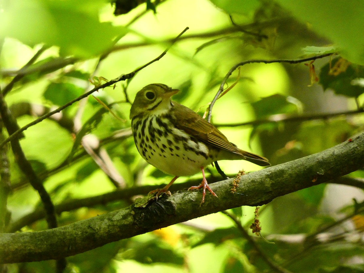 Ovenbird - ML640713564