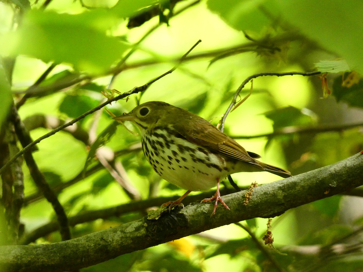 Ovenbird - ML640713565