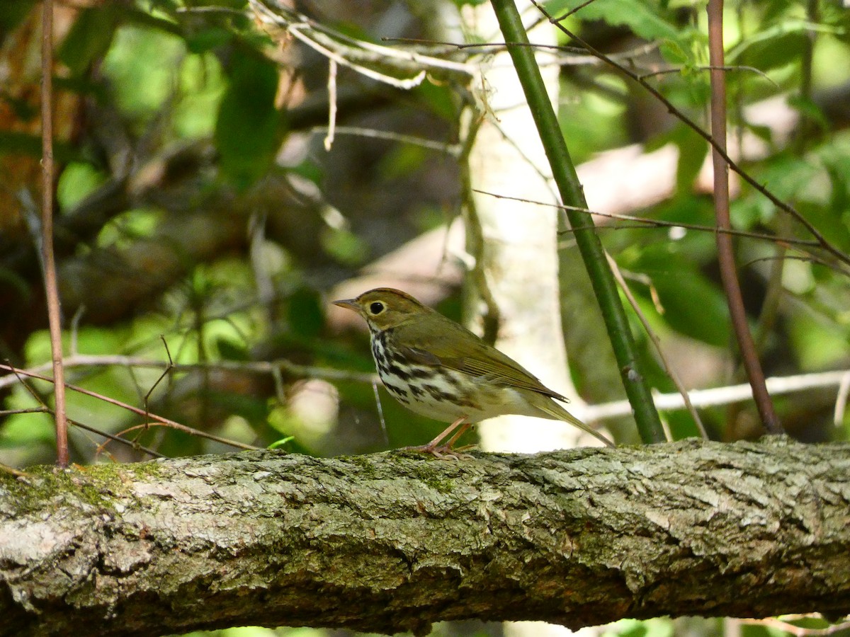 Ovenbird - ML640713566
