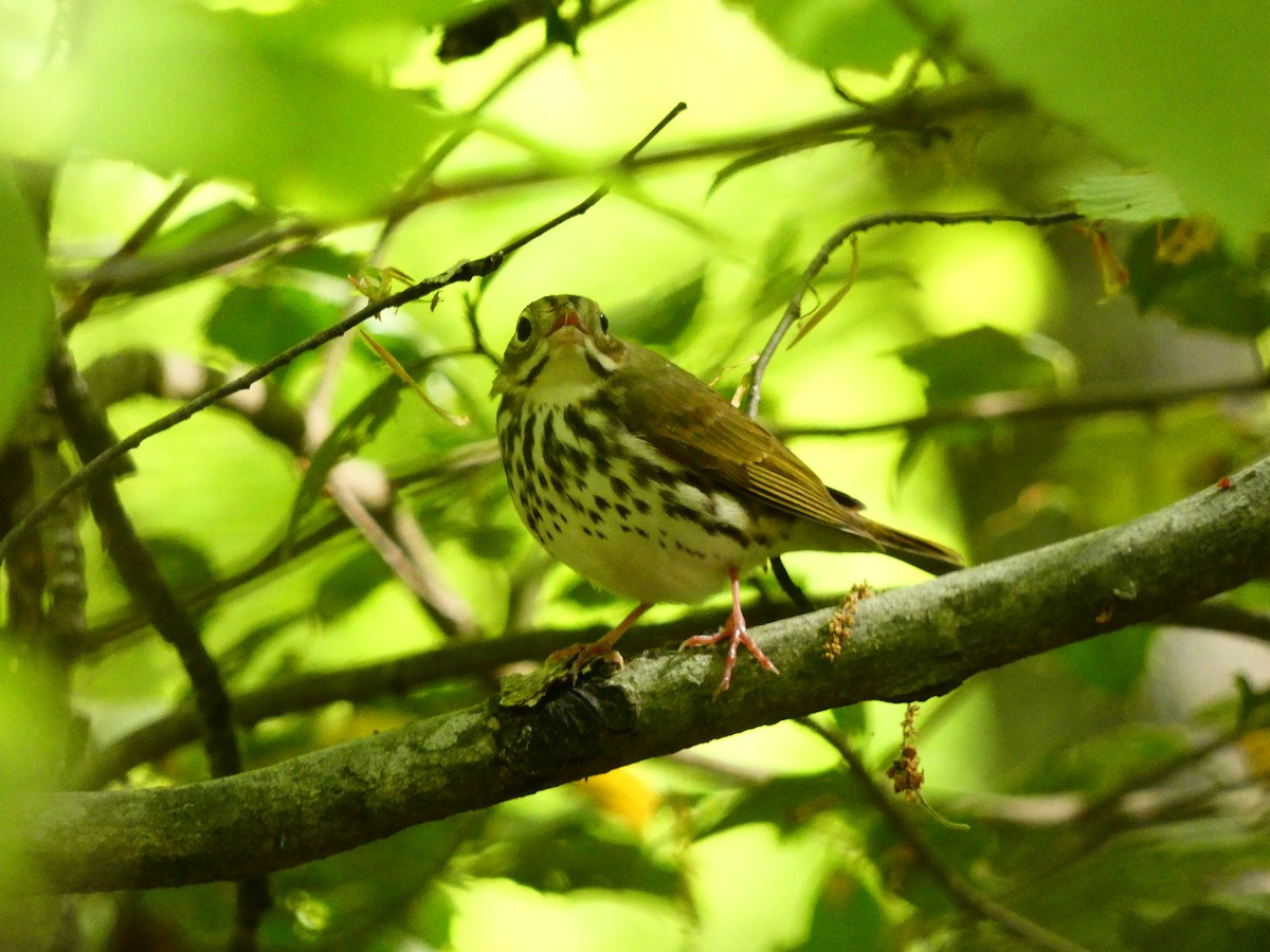 Ovenbird - ML640713567