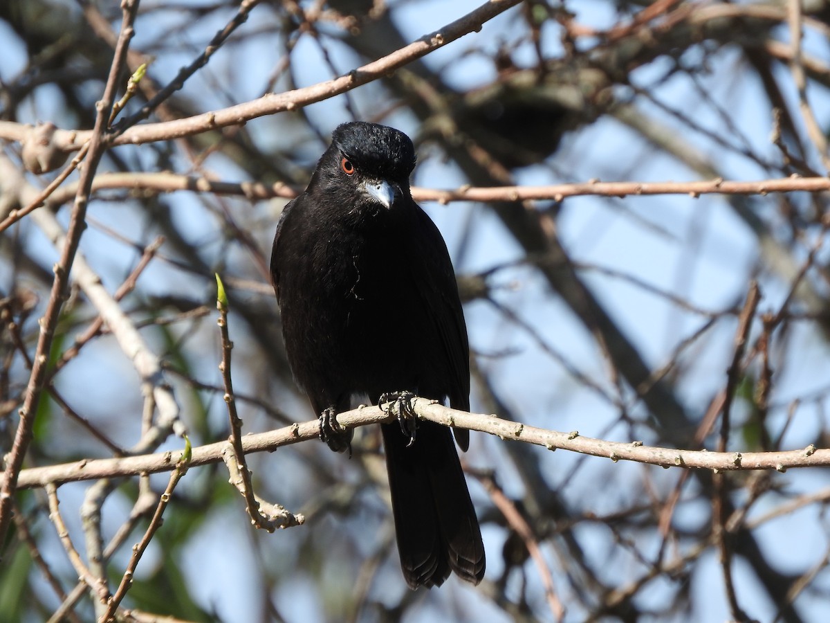 Blue-billed Black-Tyrant - ML640713578