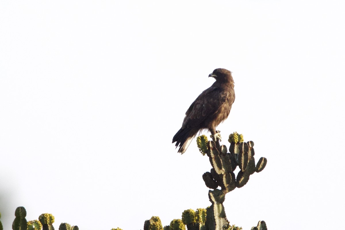 Wahlberg's Eagle - ML640713602