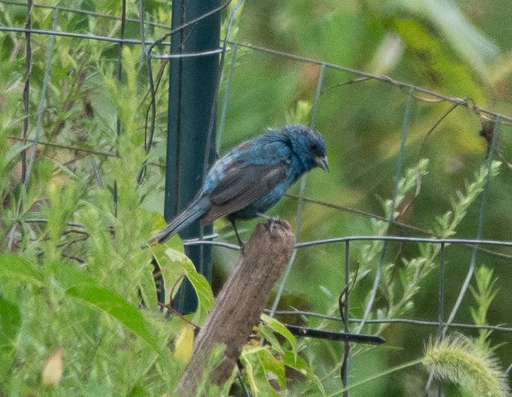 ルリノジコ - ML640713679