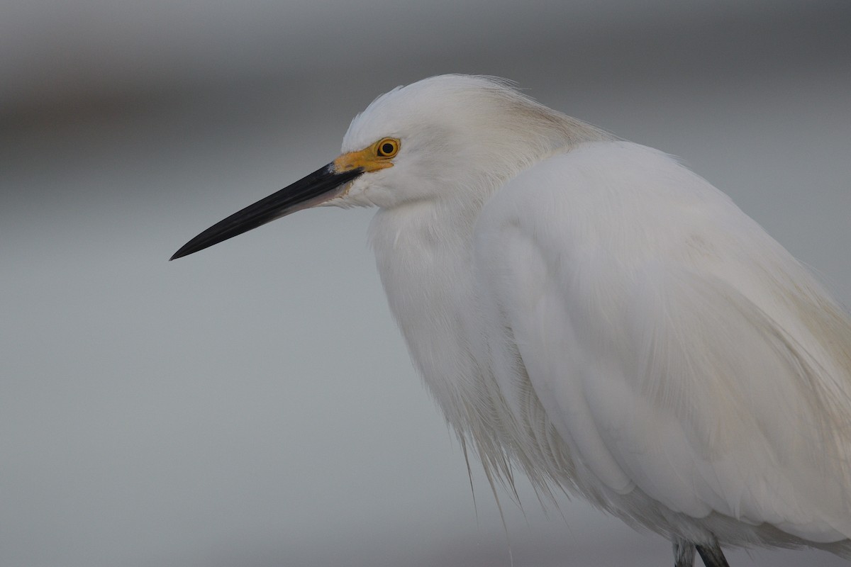 Snowy Egret - ML640713701