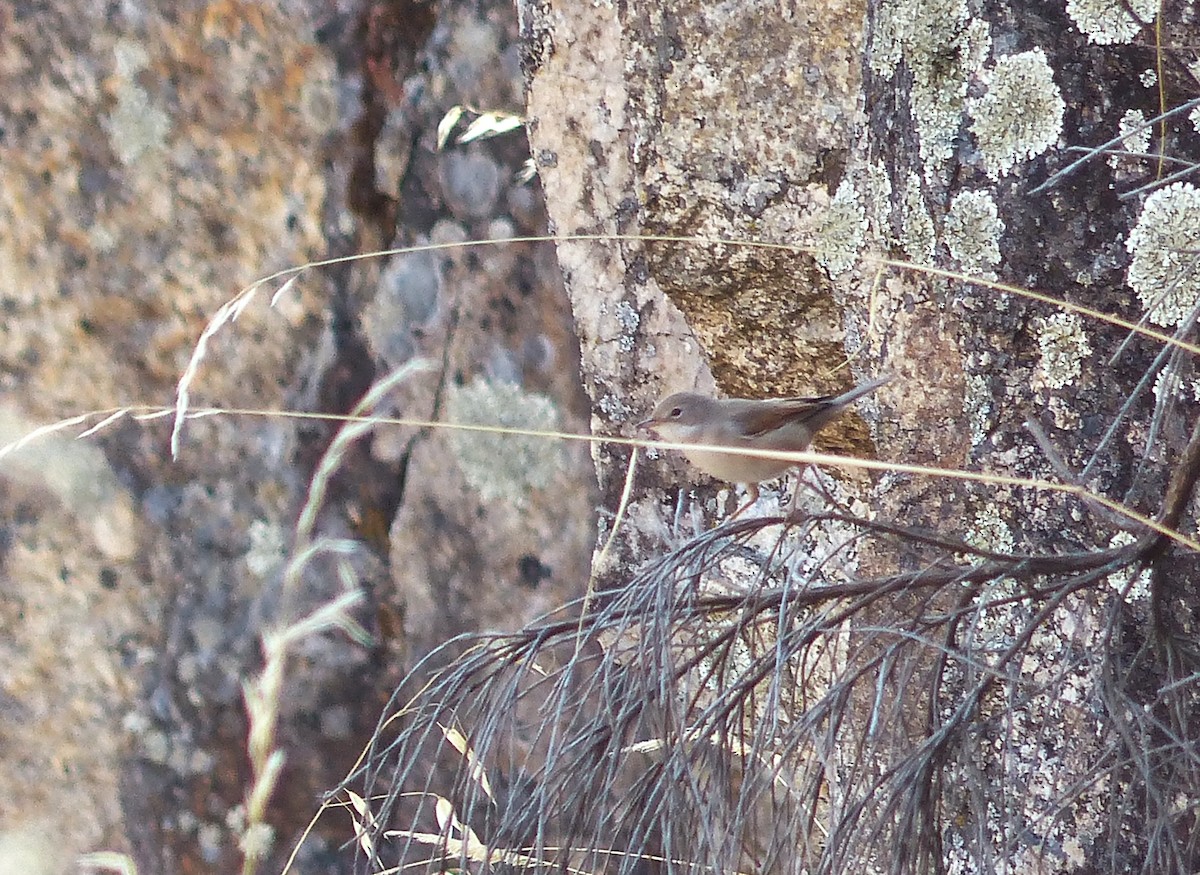 pěnice hnědokřídlá - ML640713715