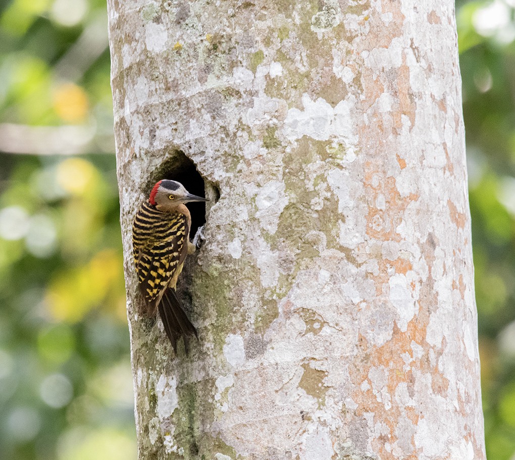 Hispaniolan Woodpecker - ML640713725