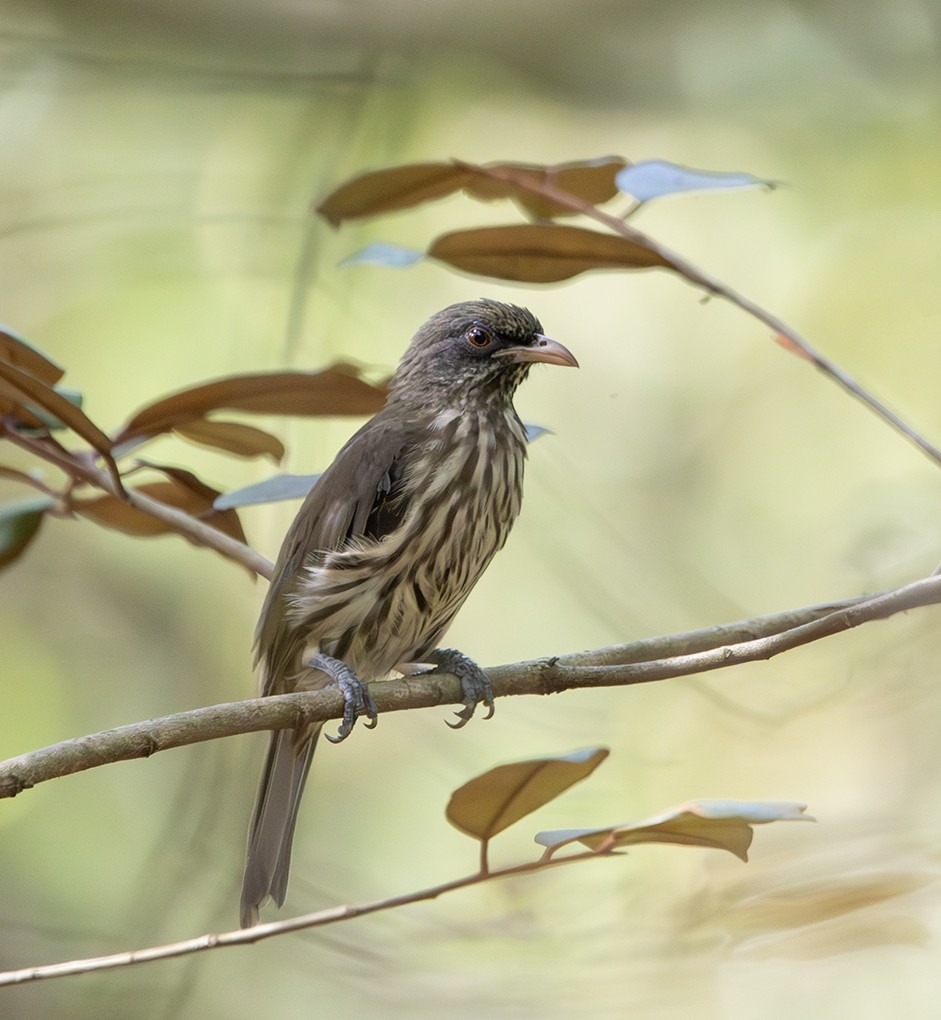 Palmchat - ML640713755