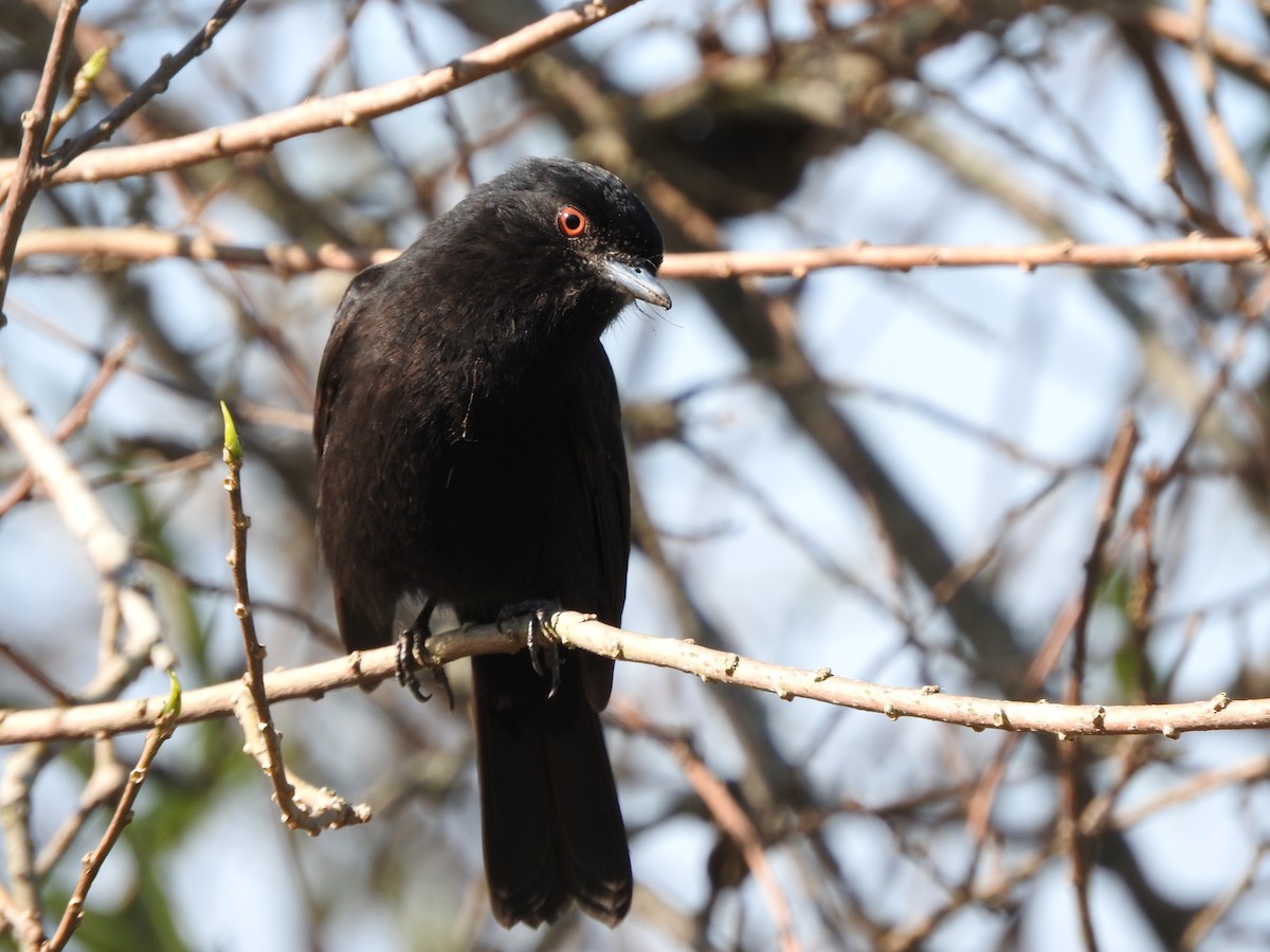 Blue-billed Black-Tyrant - ML640713761