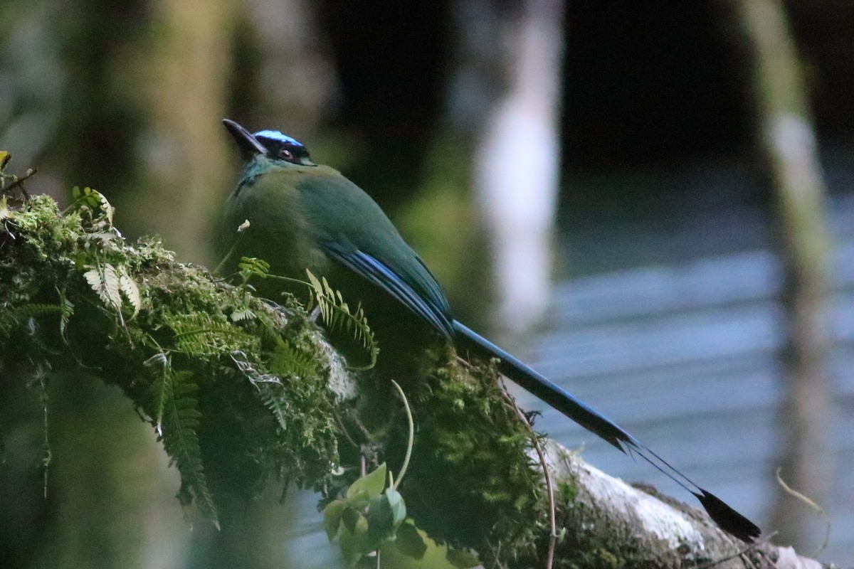 bergmotmot - ML640713763