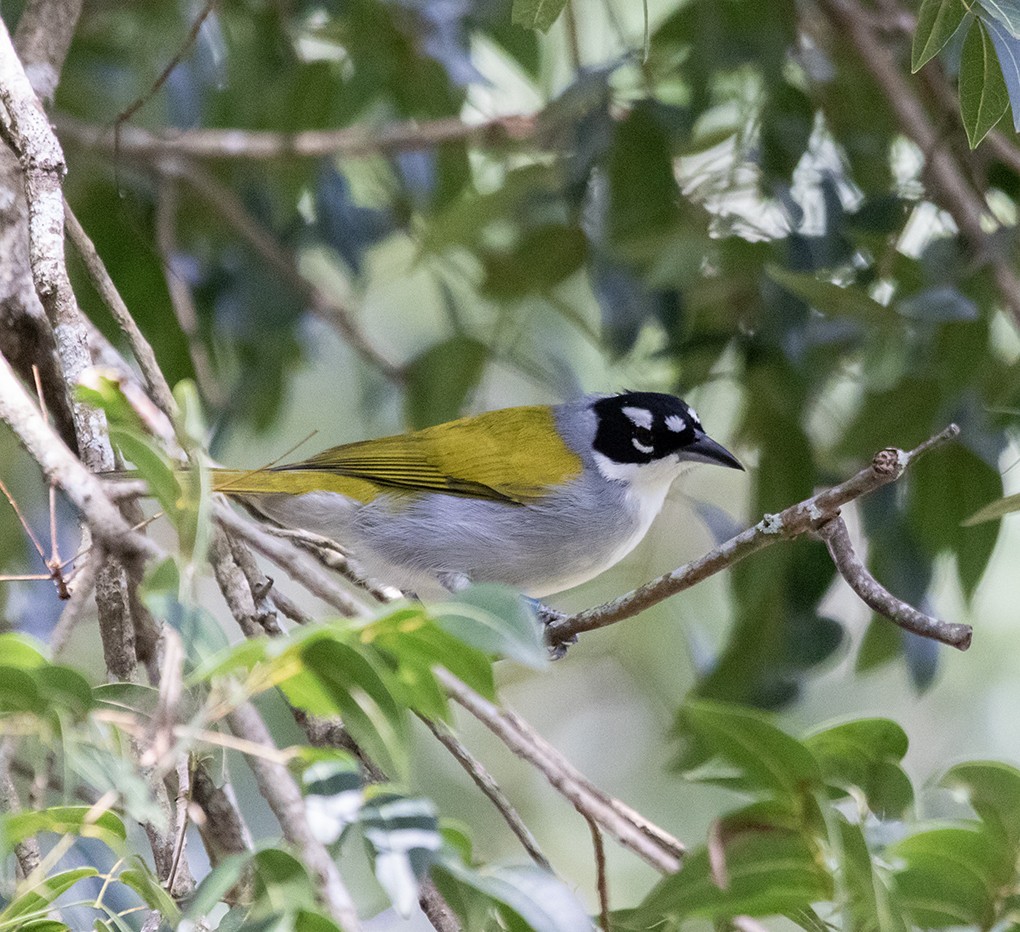 Black-crowned Palm-Tanager - ML640713768