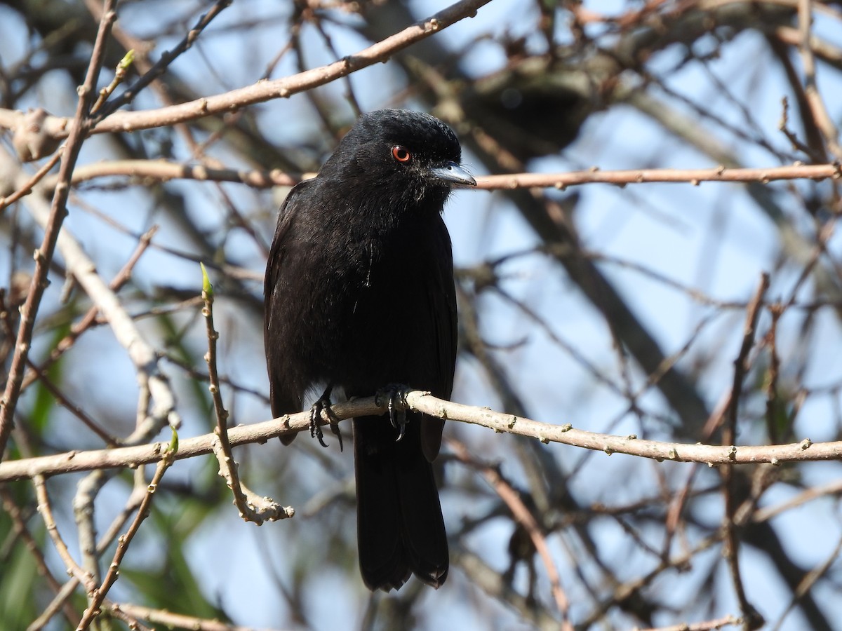 Blue-billed Black-Tyrant - ML640713792