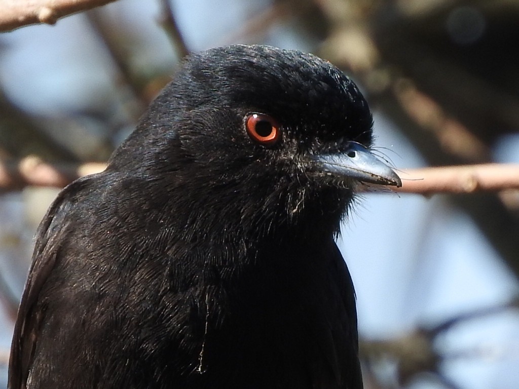 Blue-billed Black-Tyrant - ML640713820