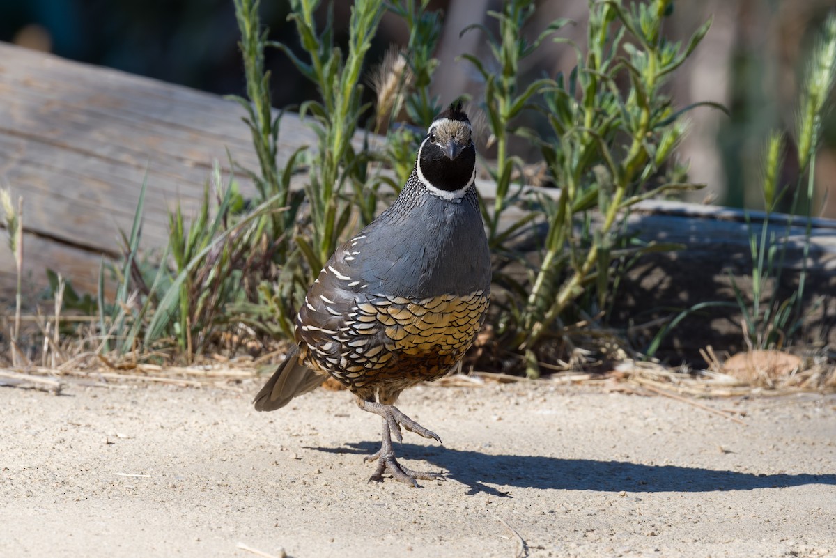 California Quail - ML640713864