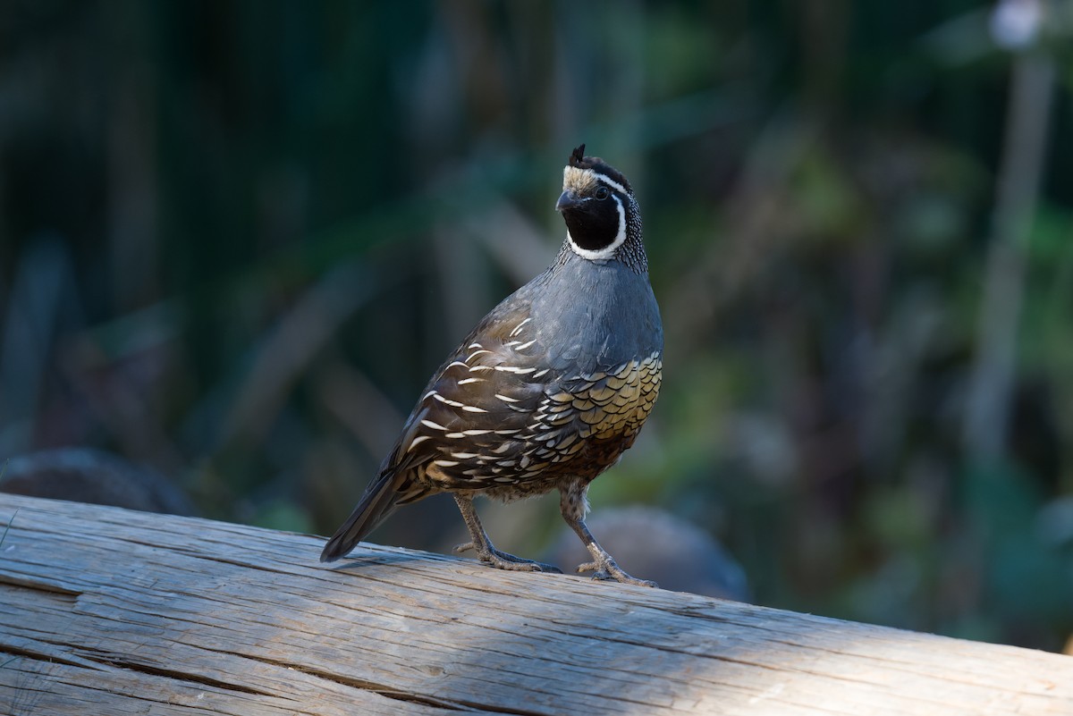 California Quail - ML640713869