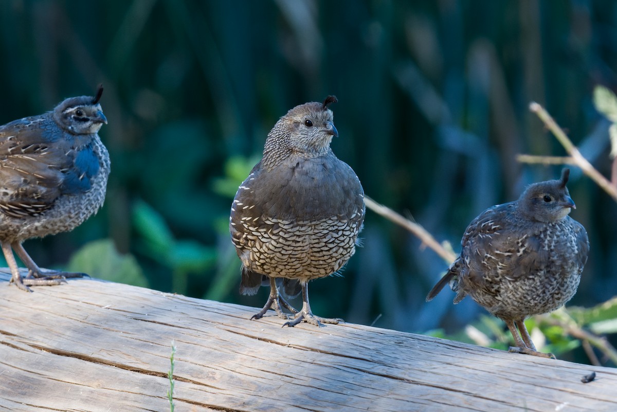 California Quail - ML640713872