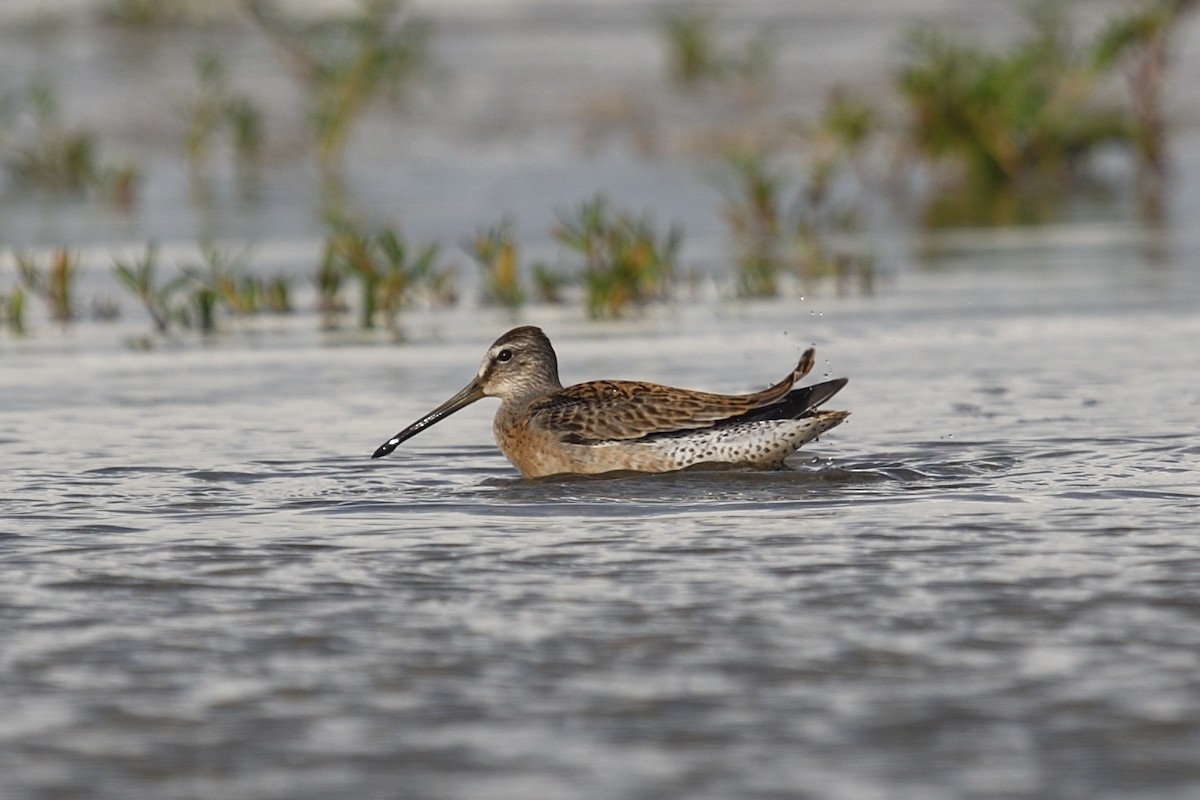 Short-billed Dowitcher - ML640713874