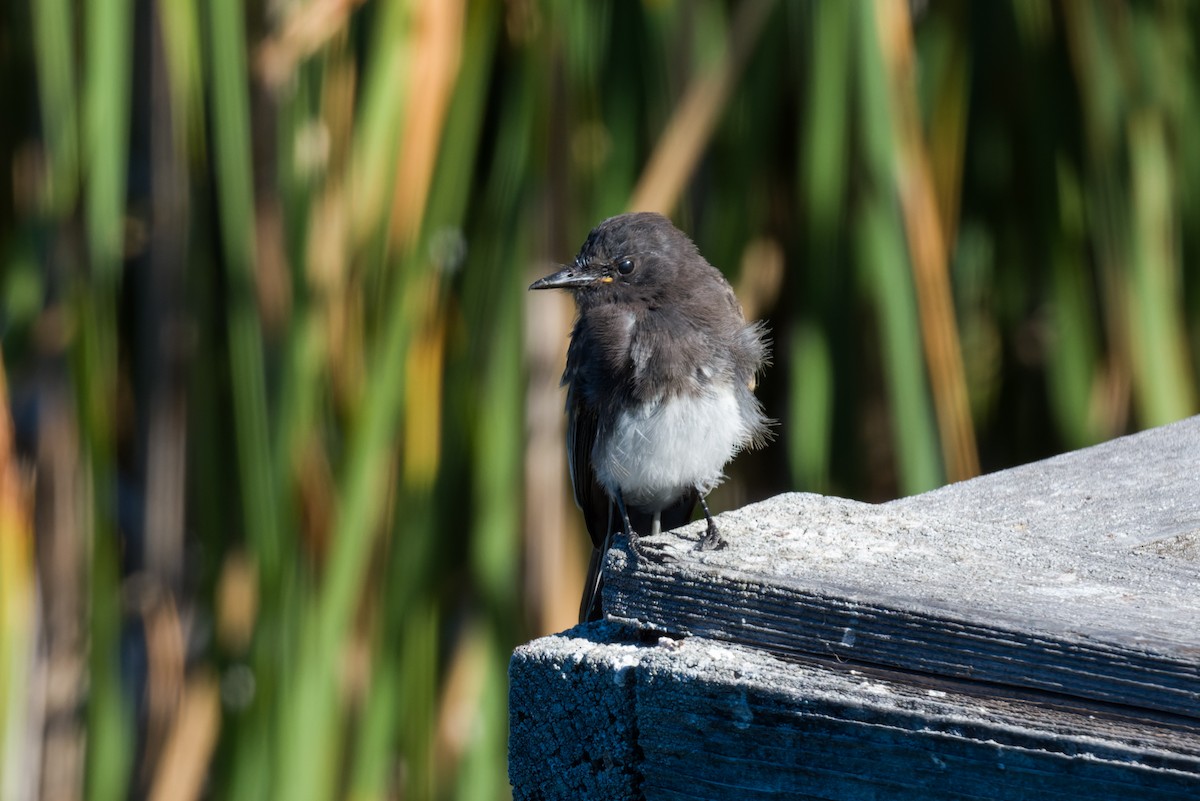 Black Phoebe - ML640713904