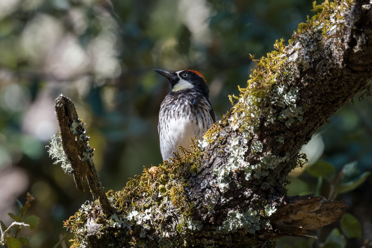 Acorn Woodpecker - ML640713932