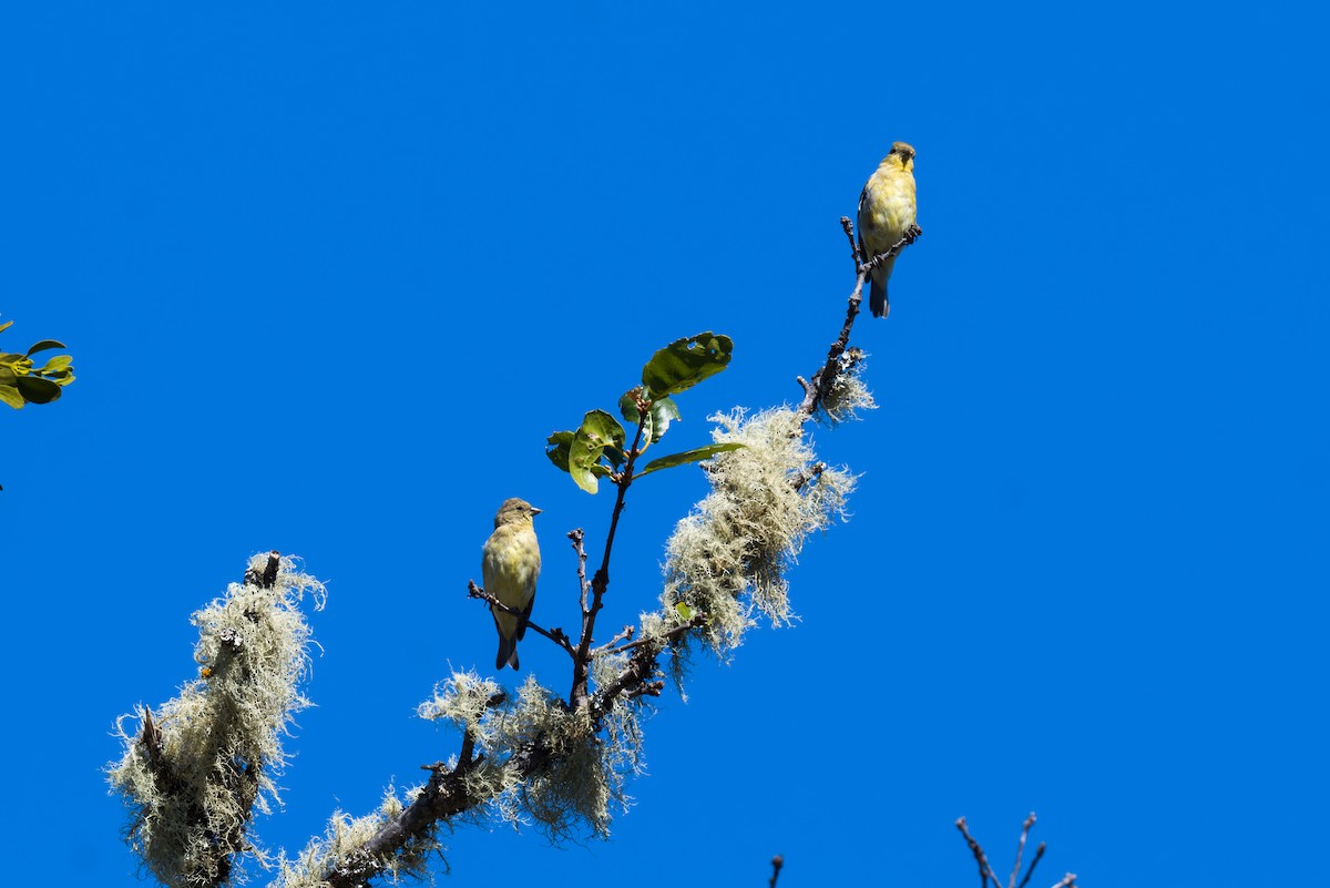 Lesser Goldfinch - ML640713935