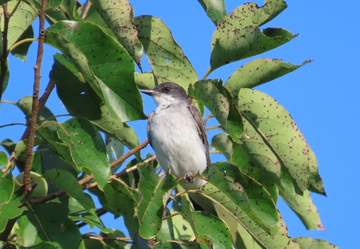 Eastern Kingbird - ML640713936
