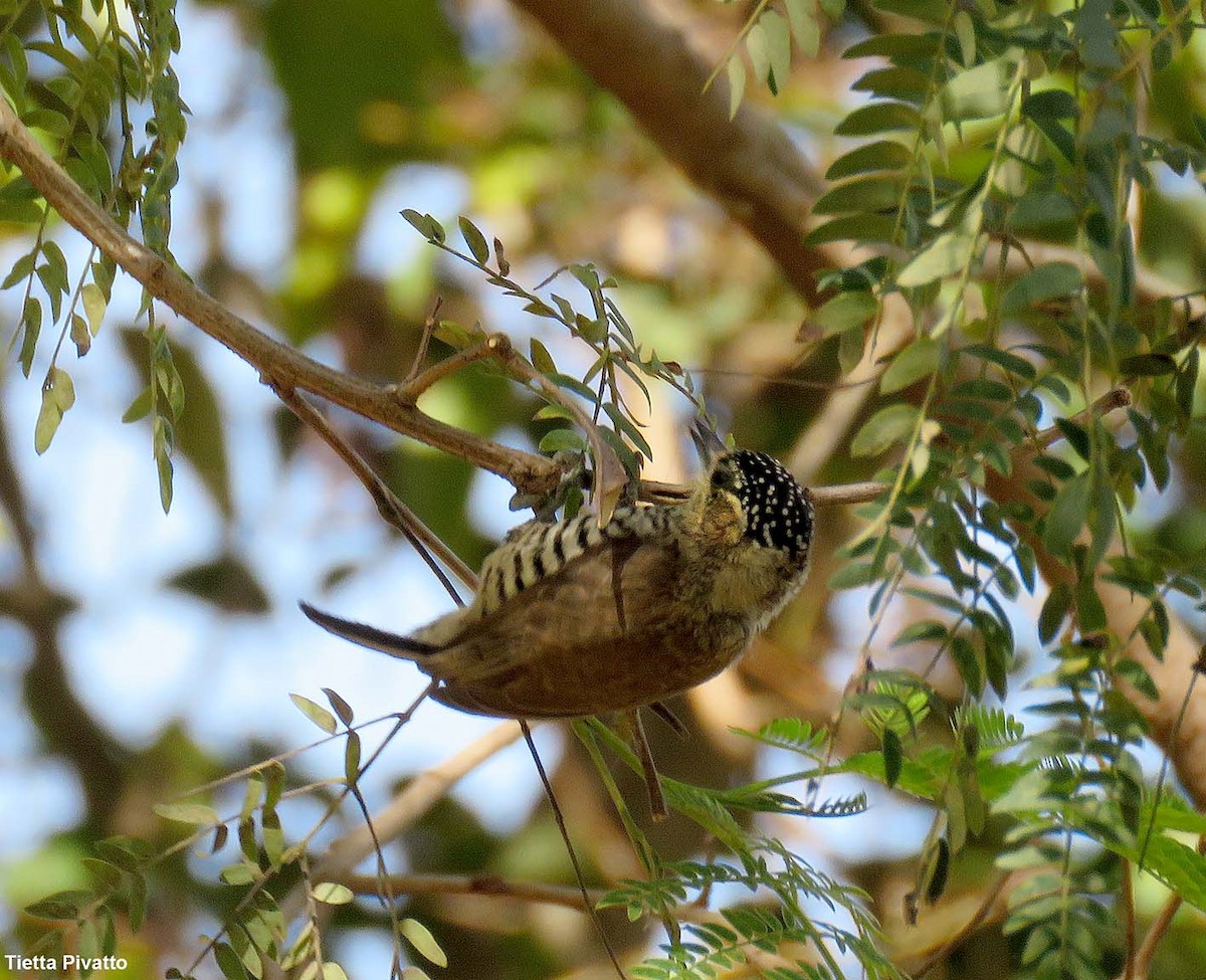 White-barred Piculet - ML640713958