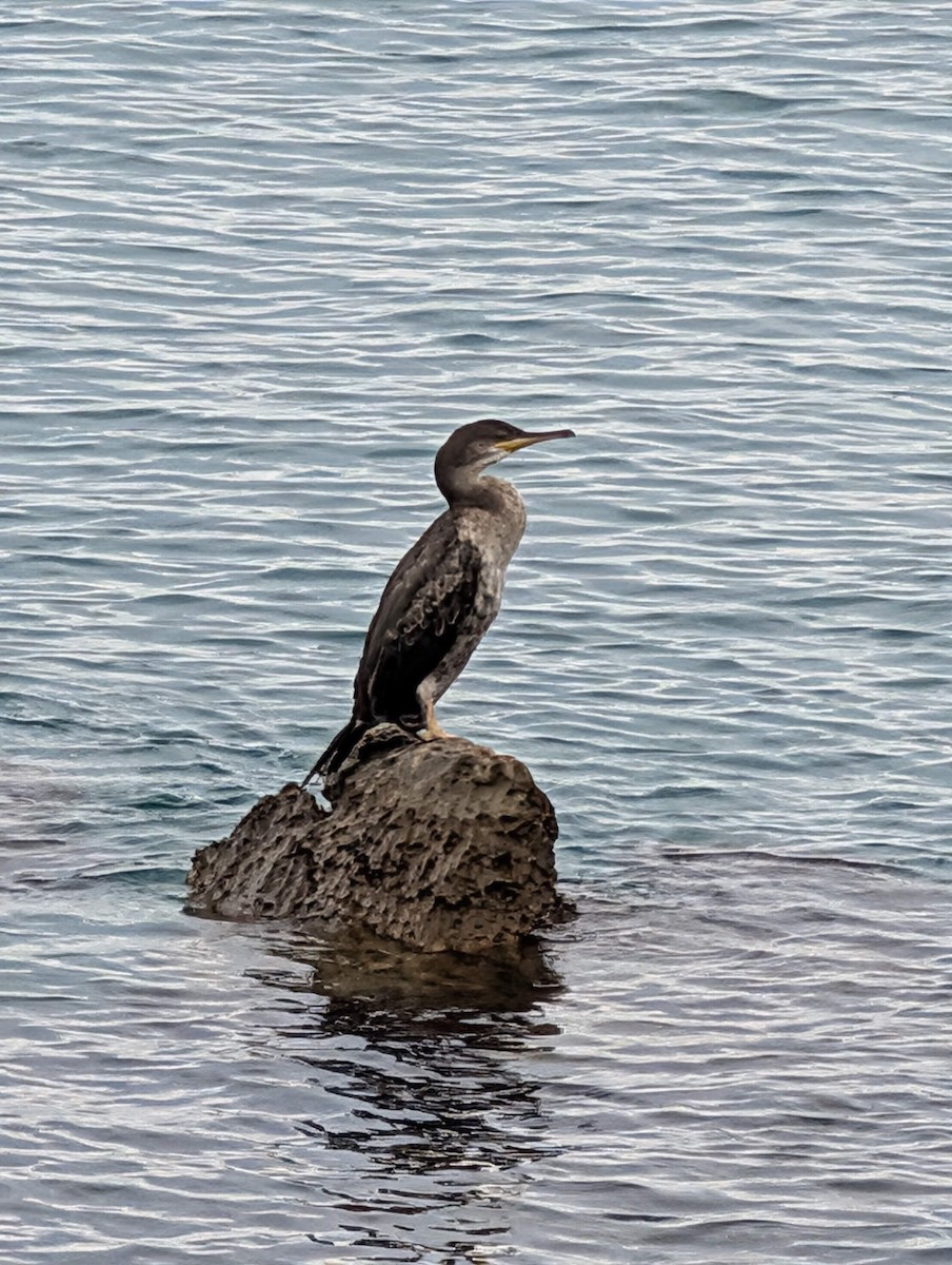 European Shag - ML640714012