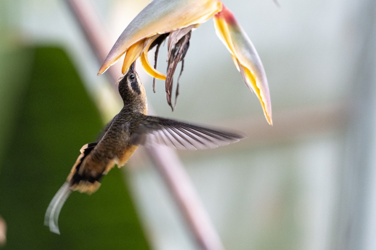 Tawny-bellied Hermit - ML640714061