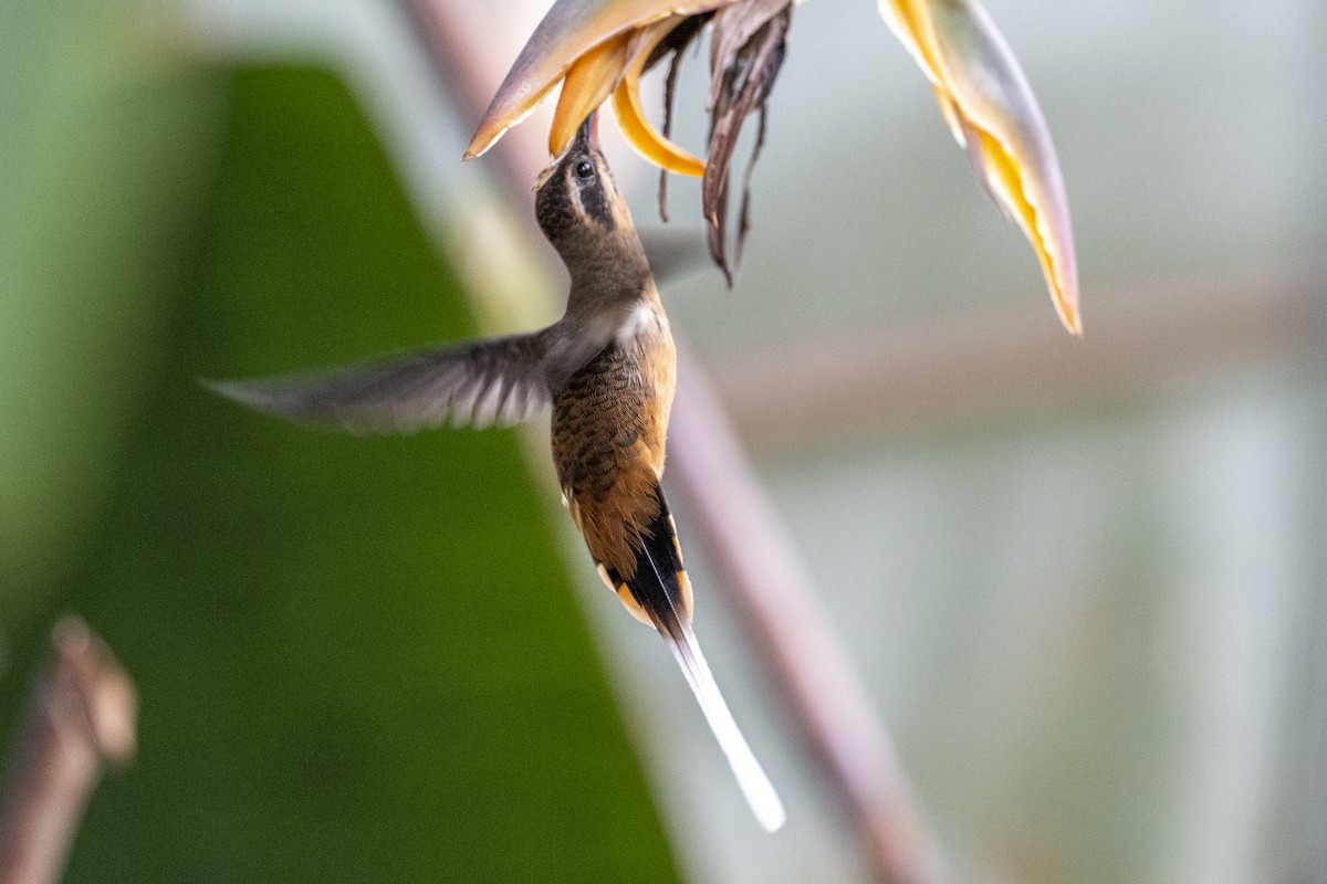 Tawny-bellied Hermit - ML640714073