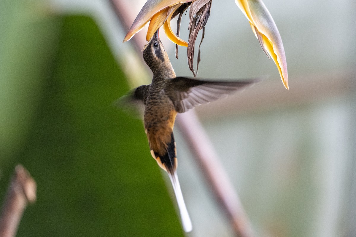 Tawny-bellied Hermit - ML640714088