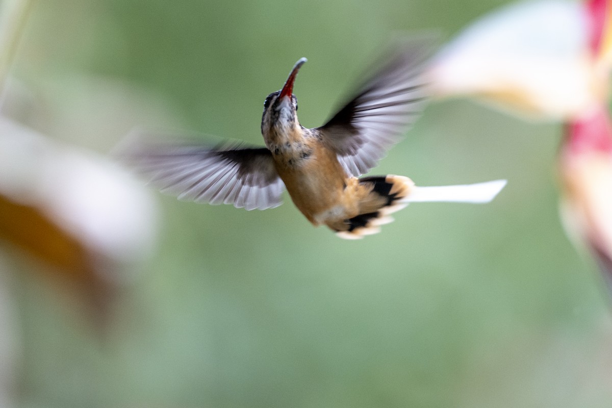 Tawny-bellied Hermit - ML640714098
