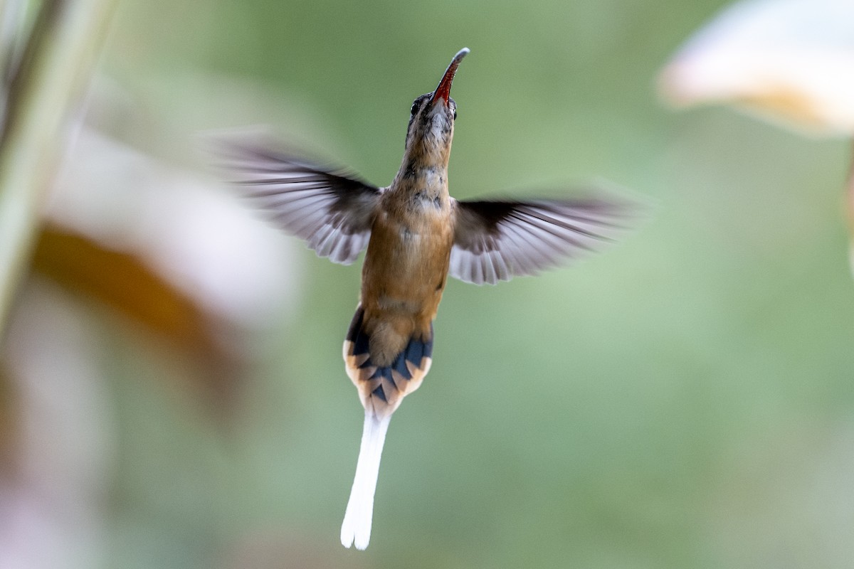 Tawny-bellied Hermit - ML640714101