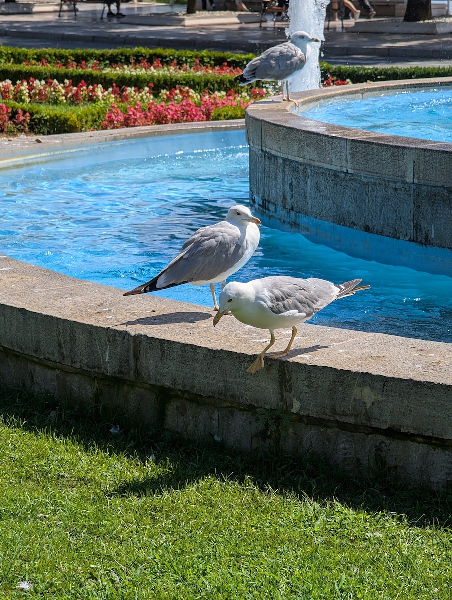 Yellow-legged Gull - ML640714102