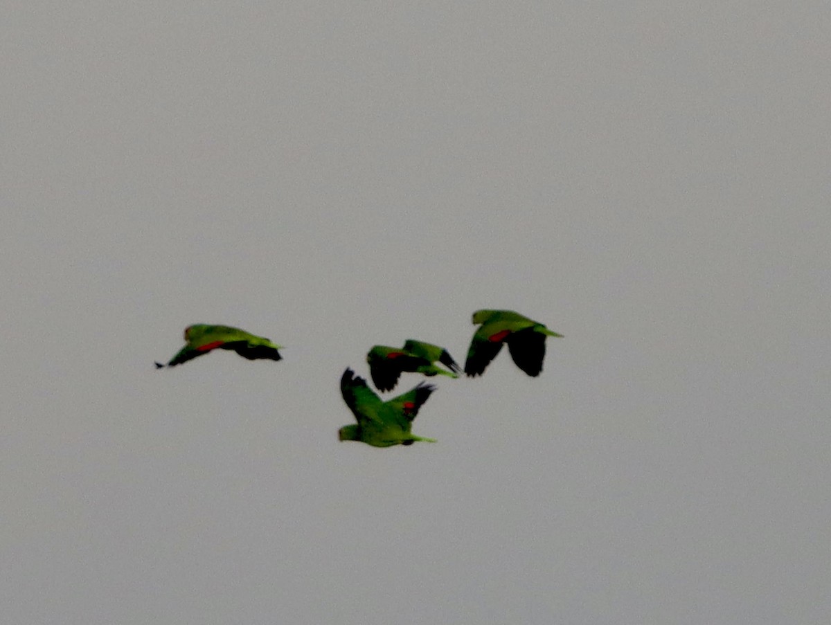 Amazone à joues vertes - ML640714136