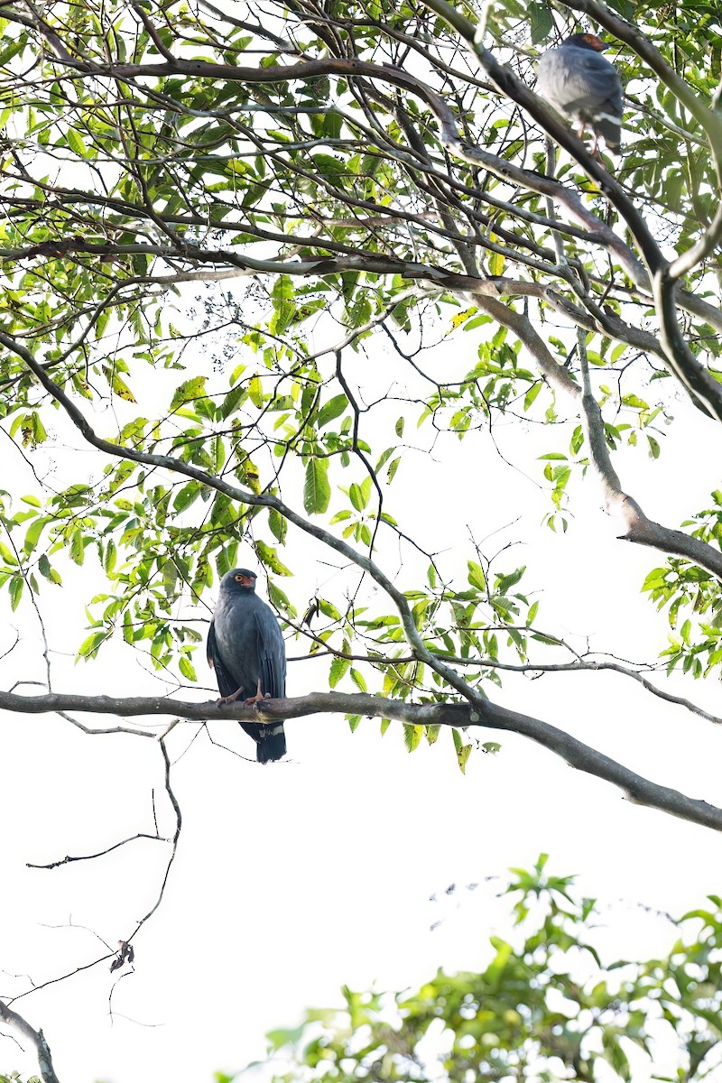 Slate-colored Hawk - ML640714137